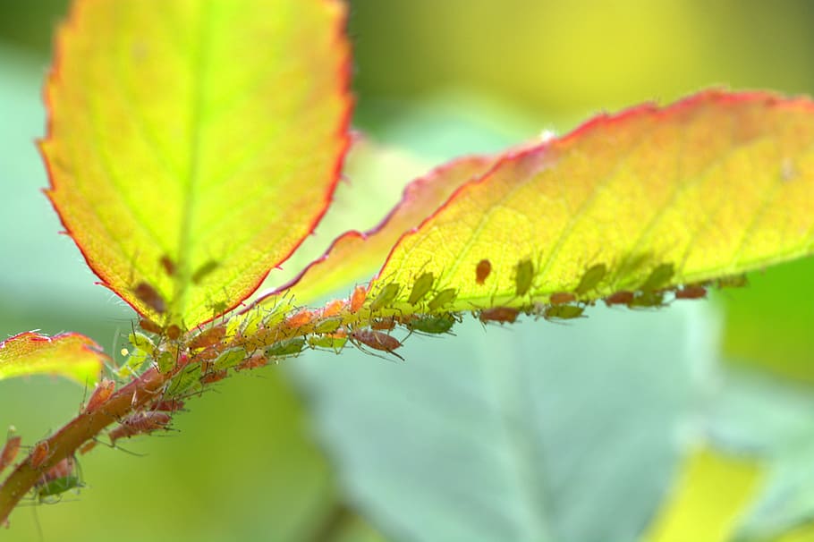 Rose, Aphids, Louse, Lice, large rose aphids, infestation, pests HD wallpaper