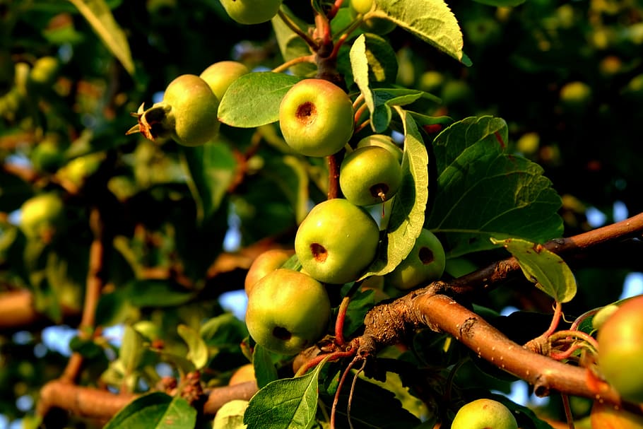 wild apple, wild growth, fruits, nature, edible, tasty, eat, HD wallpaper