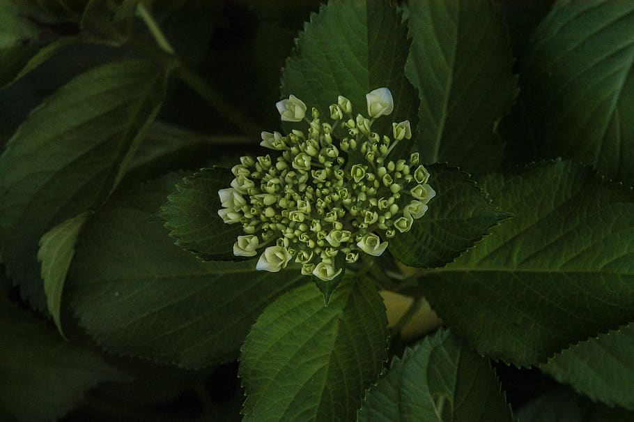 hydrangea, flowers, bud, plant part, leaf, green color, close-up HD wallpaper