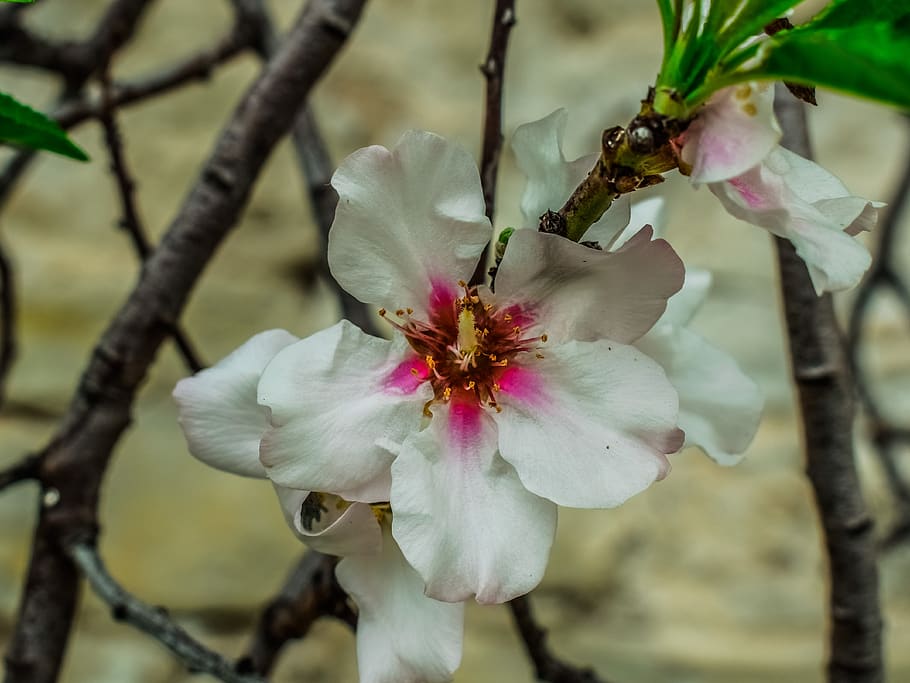 cherry, flower, flora, nature, leaf, tree, blooming, petal HD wallpaper