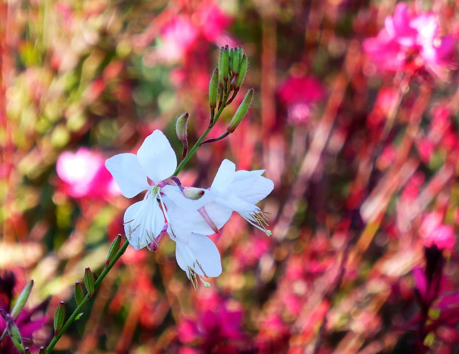 flower, wind, plant, the expression of, nature, flowering plant HD wallpaper