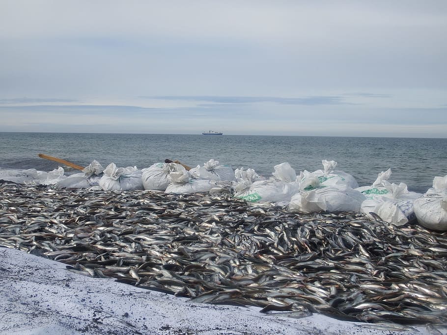 ocean, sea, coast, beach, fishing, capelin, bags, catch, spawning HD wallpaper