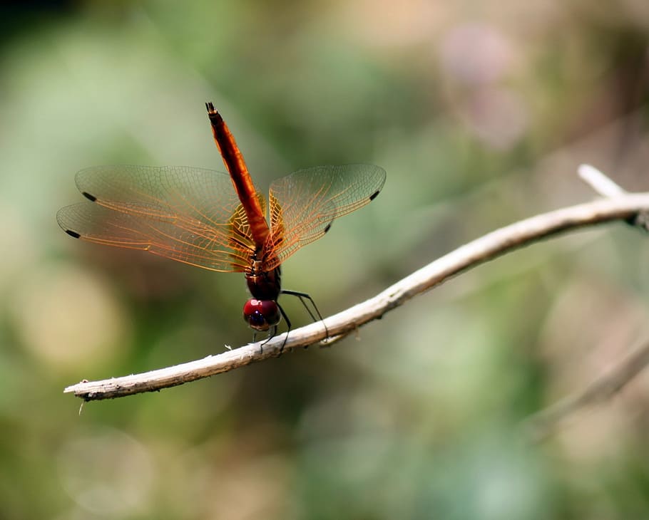 dragonfly, insect, wing, bug, wild, fragility, small, pest HD wallpaper