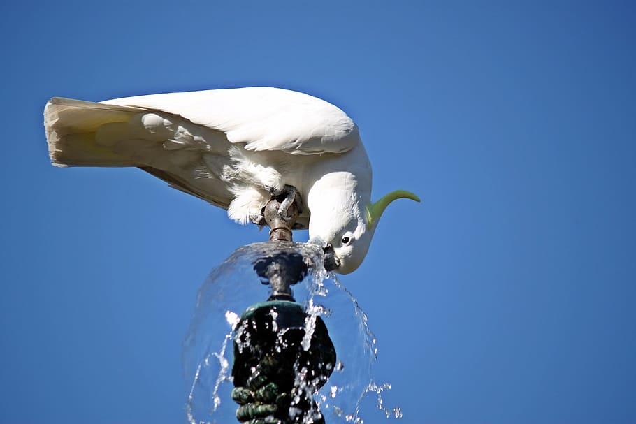 sydney, botanic, garden, bird, fly, wings, feather, wildlife HD wallpaper