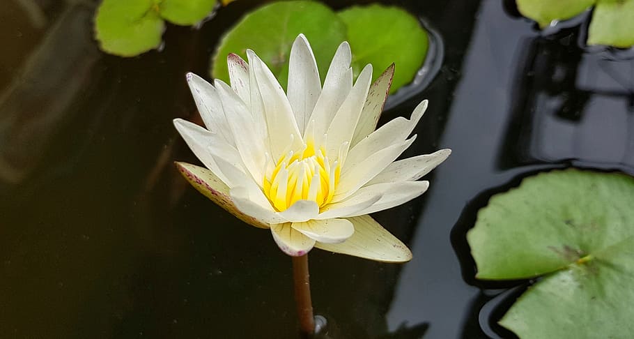 lotus, lily, water, white, flower, flora, nature, pool, waterlily, HD wallpaper