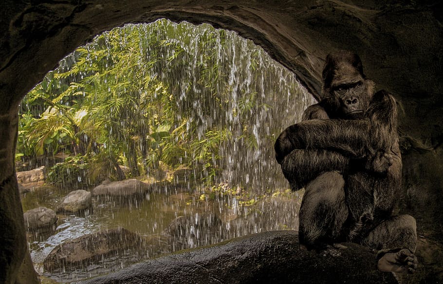 gorilla inside cave while raining outside, monkey, water, waterfall HD wallpaper