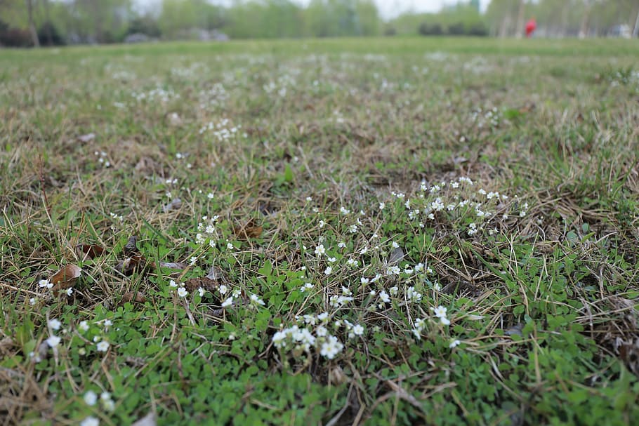 the scenery, flower, realism, grass, plant, field, land, no people HD wallpaper