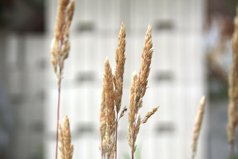 cereals, macro, close, summer, dry, cereal plant, crop, agriculture HD wallpaper