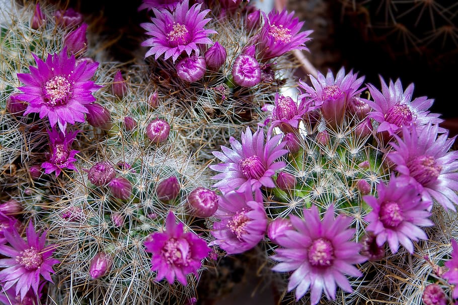 cactus, spur, plant, prickly, thorns, green, pointed, nature HD wallpaper