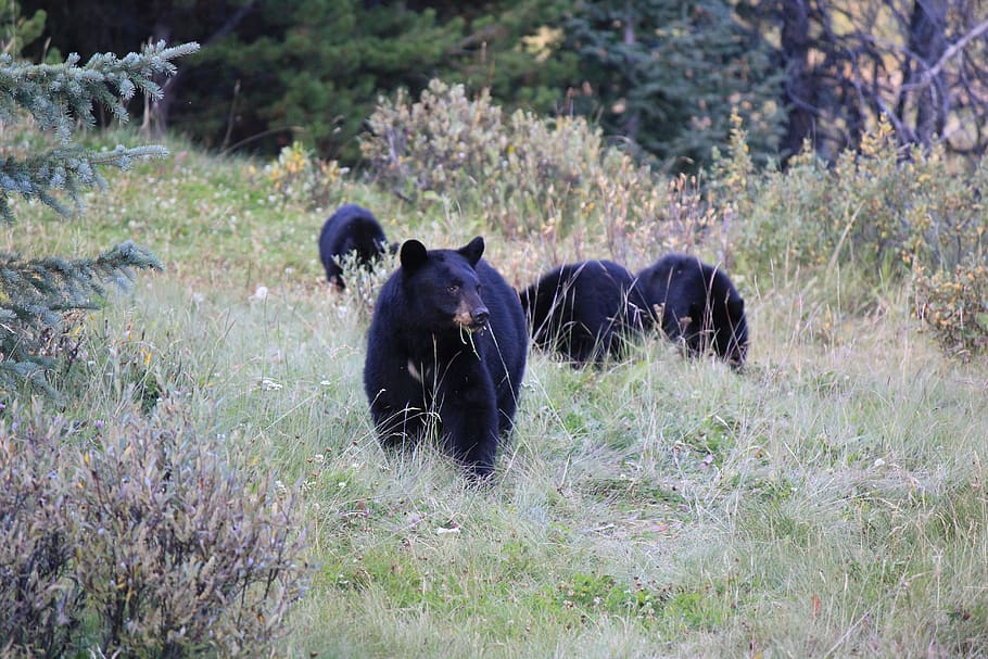 brown bear, canada, wild, animal themes, mammal, plant, animal wildlife HD wallpaper