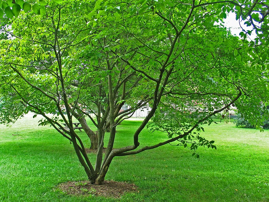tree, park, sunny, bright, plant, green color, growth, grass HD wallpaper