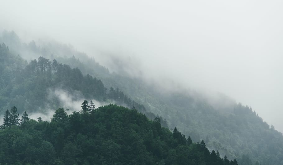 fog, forest, nature, trees, plant, scenics - nature, environment HD wallpaper