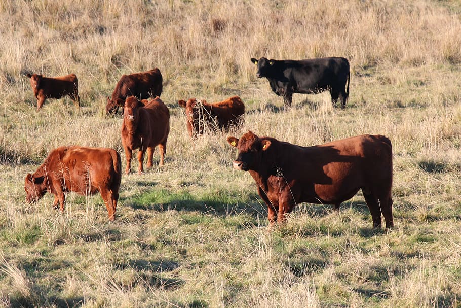 cows, bull, hage, mammal, group of animals, animal themes, livestock HD wallpaper