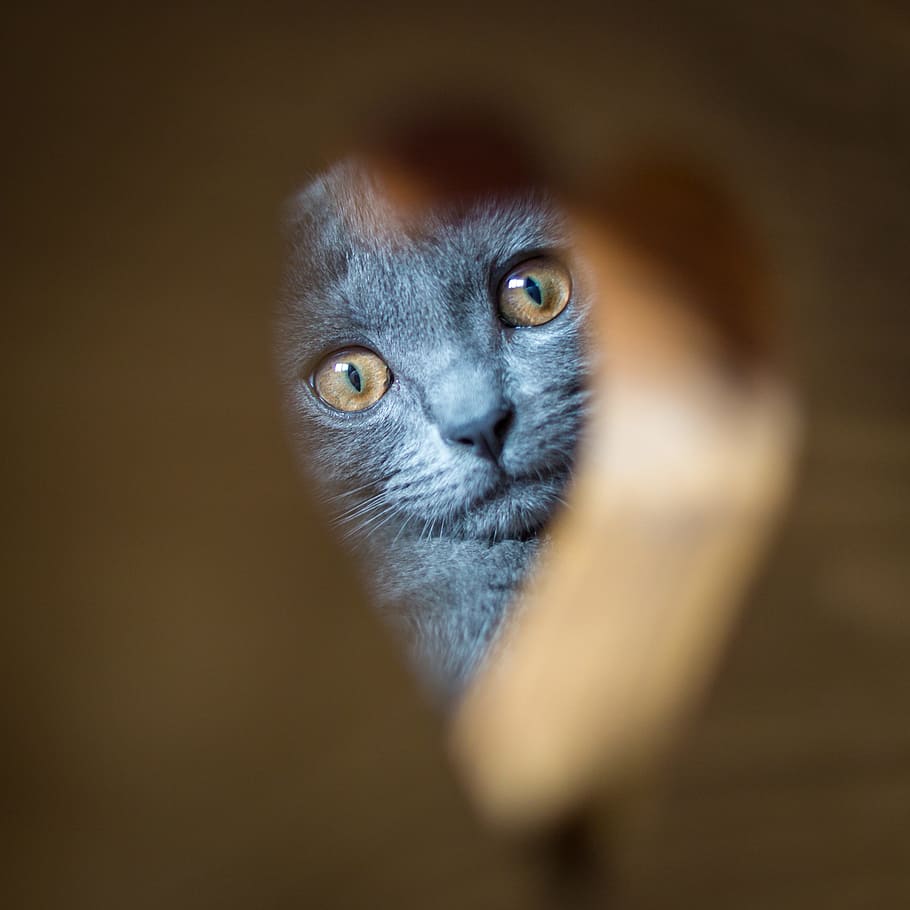 carthusian, cat, grey, animal themes, one animal, mammal, domestic cat HD wallpaper