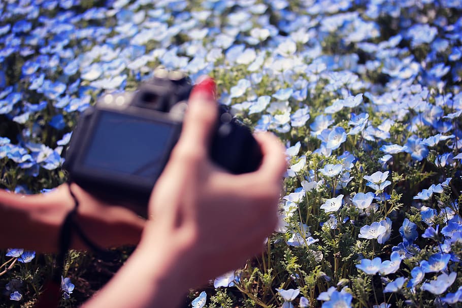 selective focus photography of blue flowers, human Hand, nature HD wallpaper