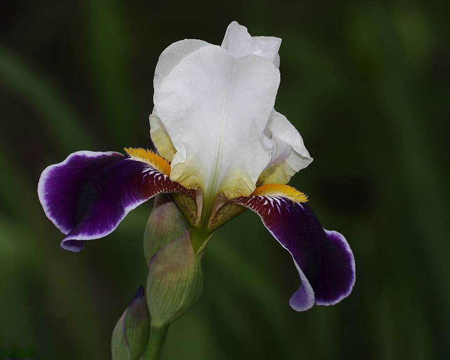 iris, flower, get well, cards, gardening, flowering plant, petal HD wallpaper