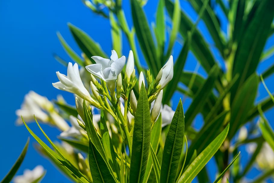 white petaled flower closeup photography, white oleander, nerium oleander, HD wallpaper
