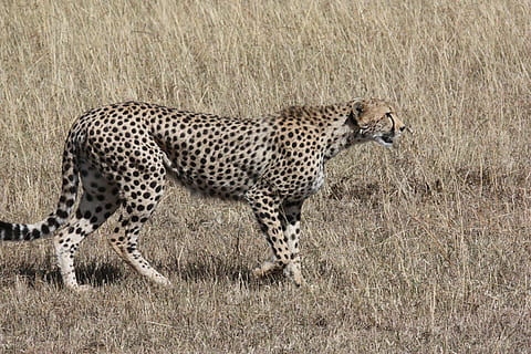 cheetah on dried field, hunt, predator, cat, speed, fast, animal world HD wallpaper