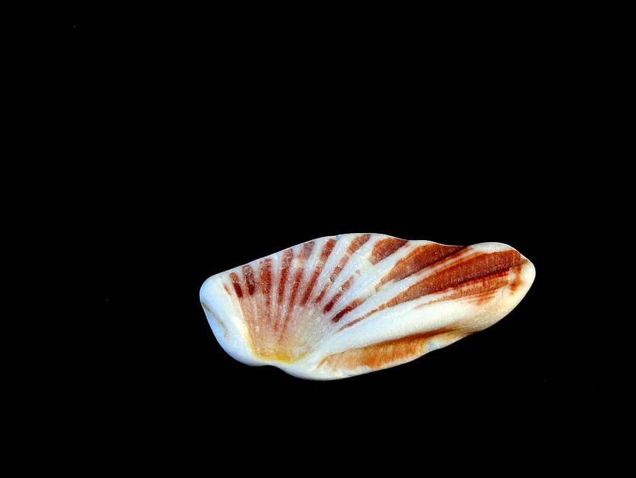 Shells, Black, Sea, Seashell, Isolated, design, marine, mollusk HD wallpaper