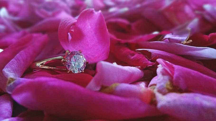 ring, wedding, light, soft, roses, gold, crystal, petal, nature HD wallpaper