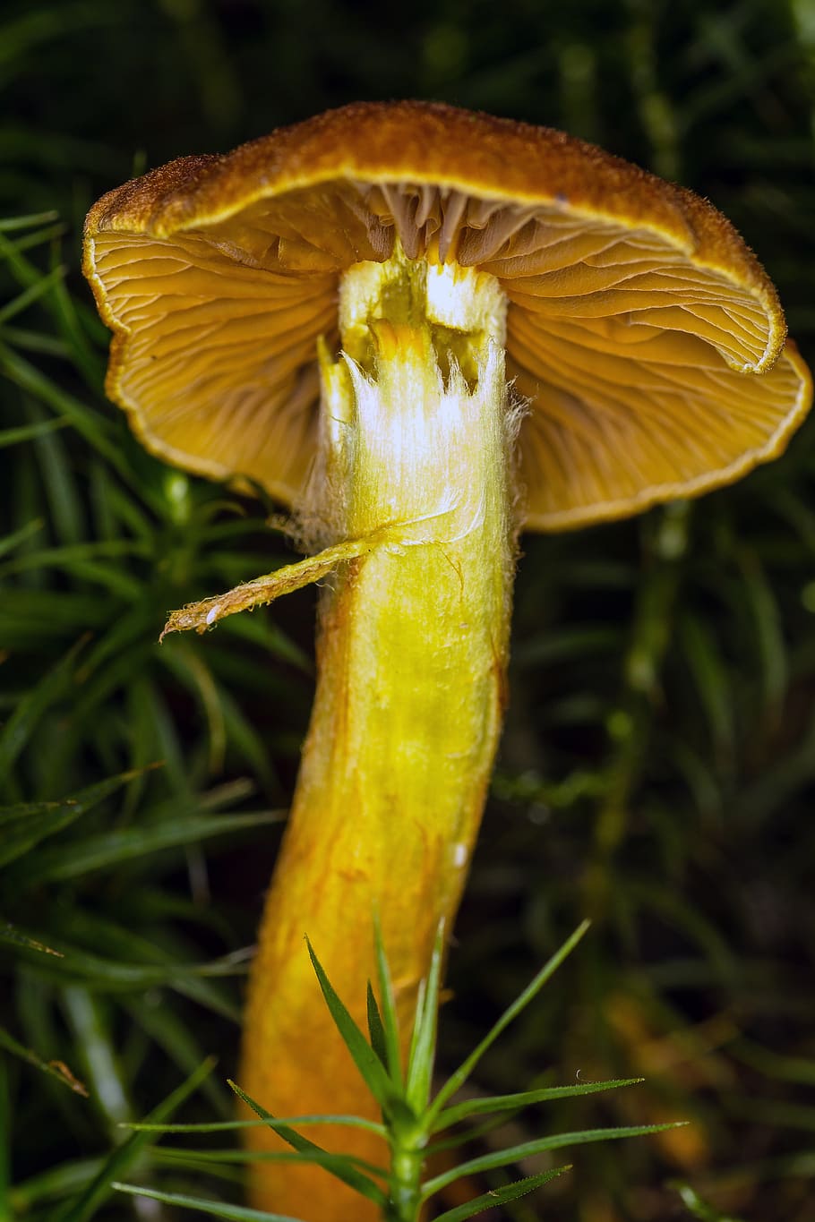 mushroom, macro, moss, brown-yellow, growth, plant, close-up HD wallpaper
