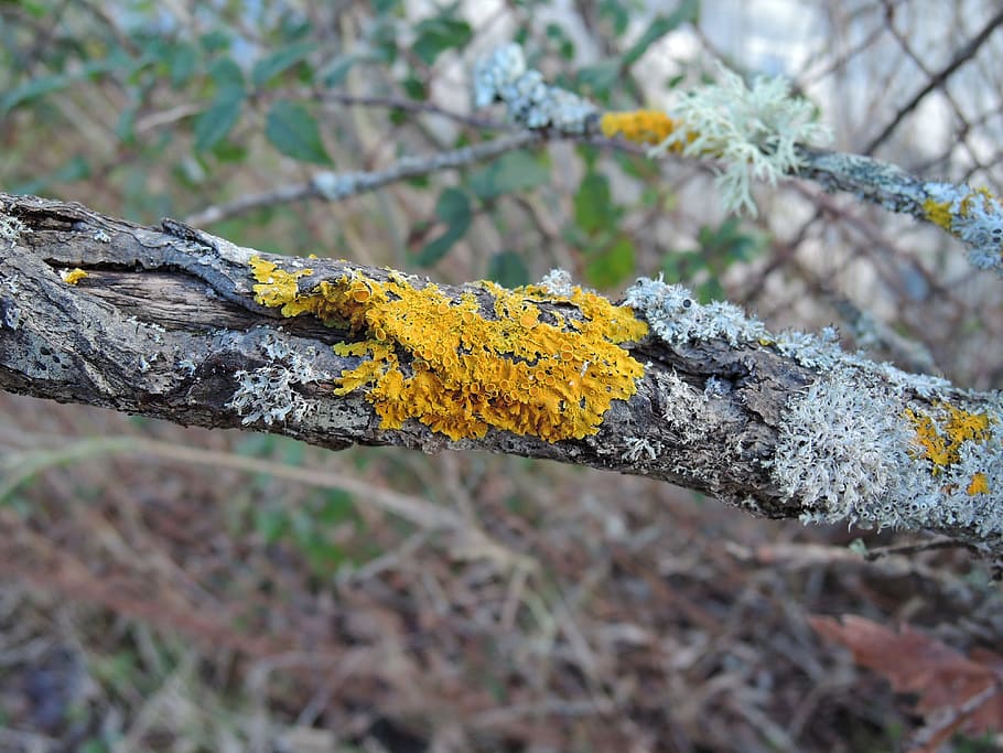 lichen, dead branch, bark, yellow, plant, focus on foreground HD wallpaper