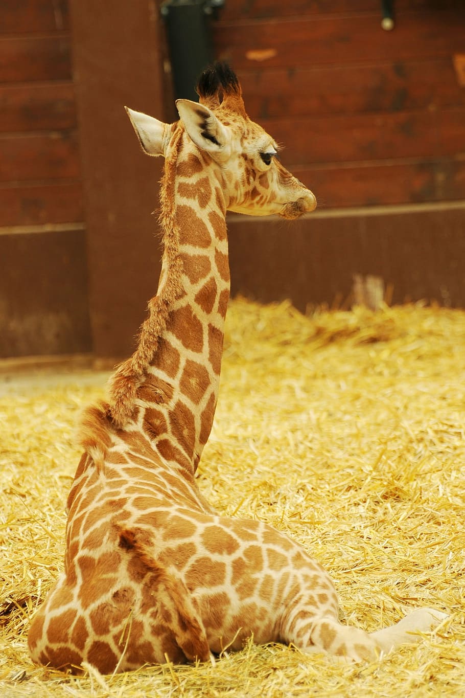 giraffe lying on grass, zoo, animal, africa, wildlife, nature HD wallpaper