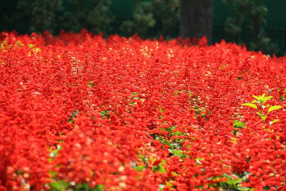 Flower, Floral, Pattern, Garden, red, nature, growth, beauty in nature HD wallpaper