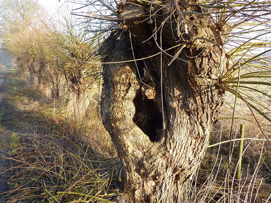 graze, pasture, tree, braid, branches, salix, knothole, nature HD wallpaper