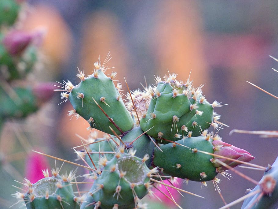 flower, cactus, pink, thorn, nature, desert, succulent Plant HD wallpaper