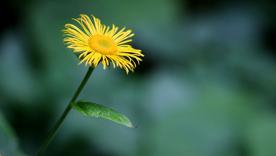 Daisy, Flower, Yellow, Wild, Nature, forest, growth, fragility HD wallpaper