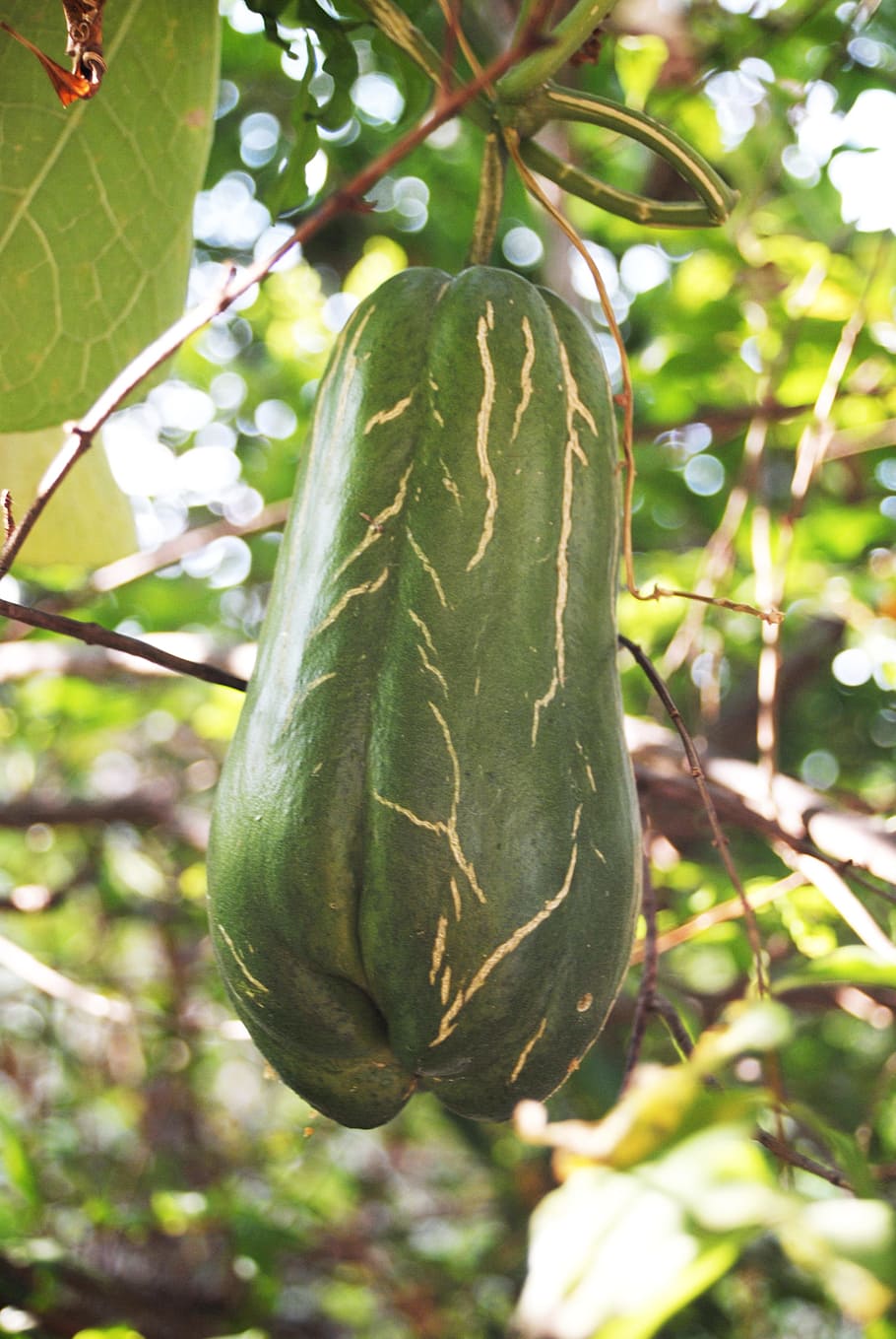 plant, regional, squash, growth, green color, food, tree, focus on foreground HD wallpaper