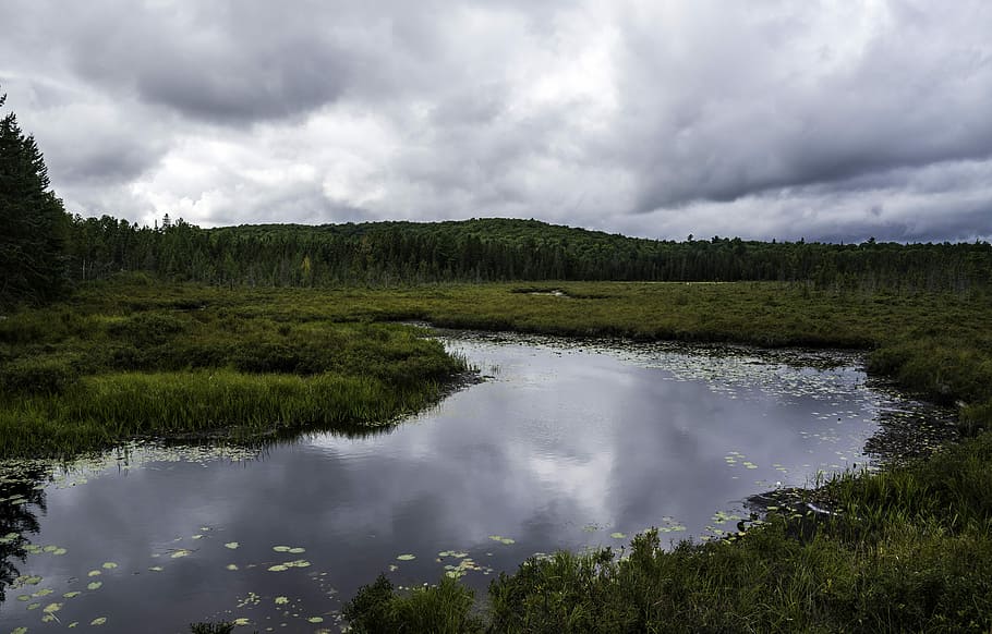 Pond and nature landscape in Algonquin Provincial Park, Ontario, HD wallpaper