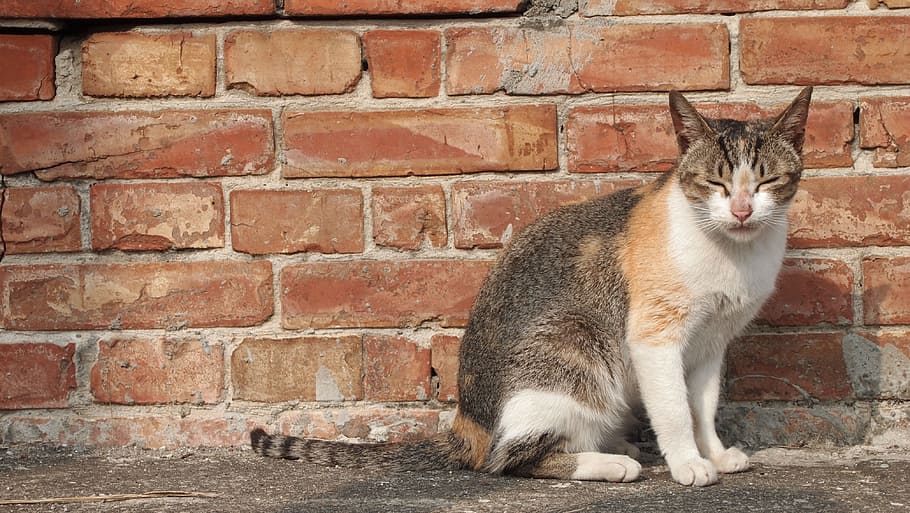 cat, doze off, brick walls, mammal, one animal, domestic cat HD wallpaper