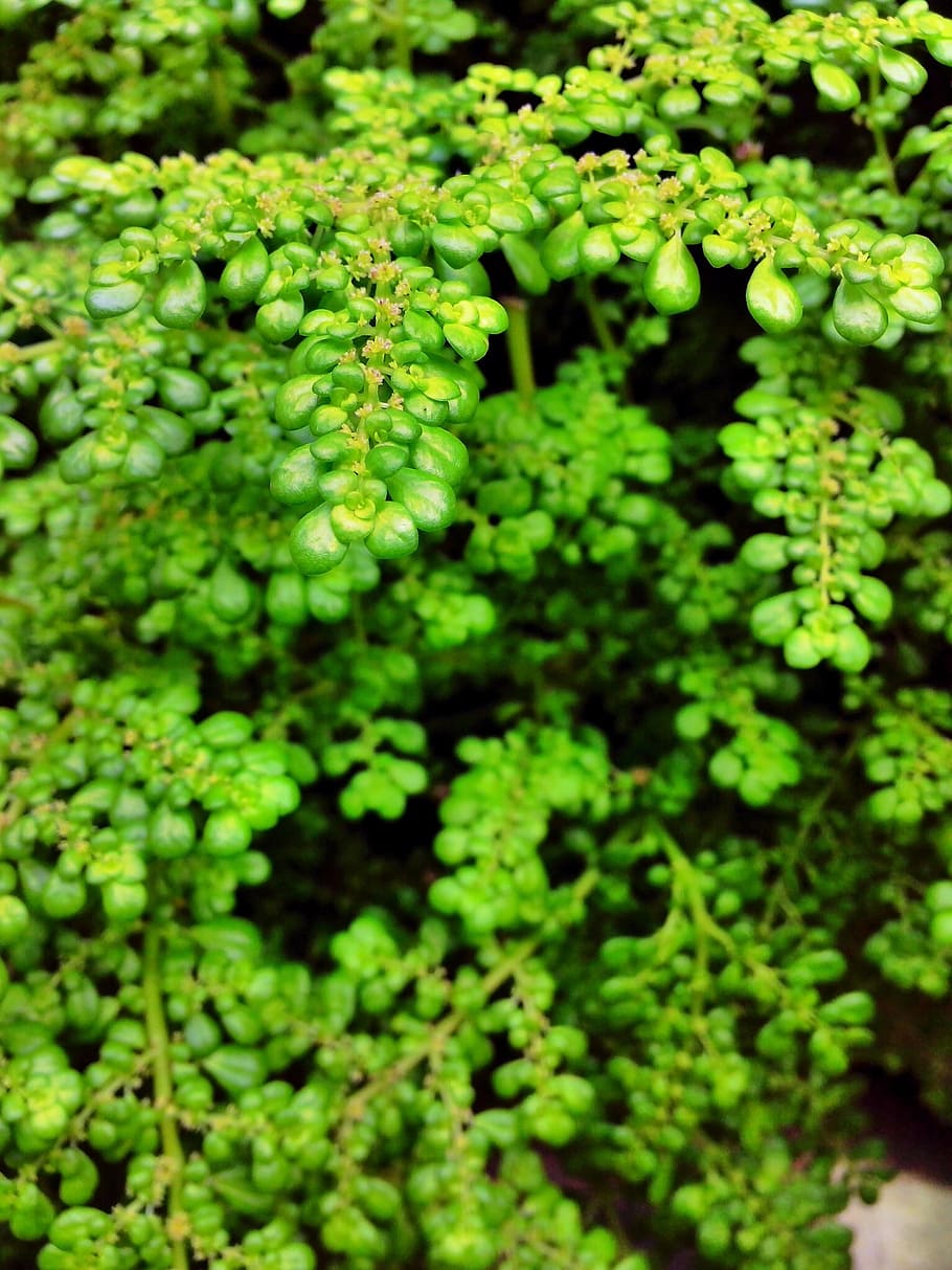 plant, green, growth, leaf, spring, grass, background, lush HD wallpaper