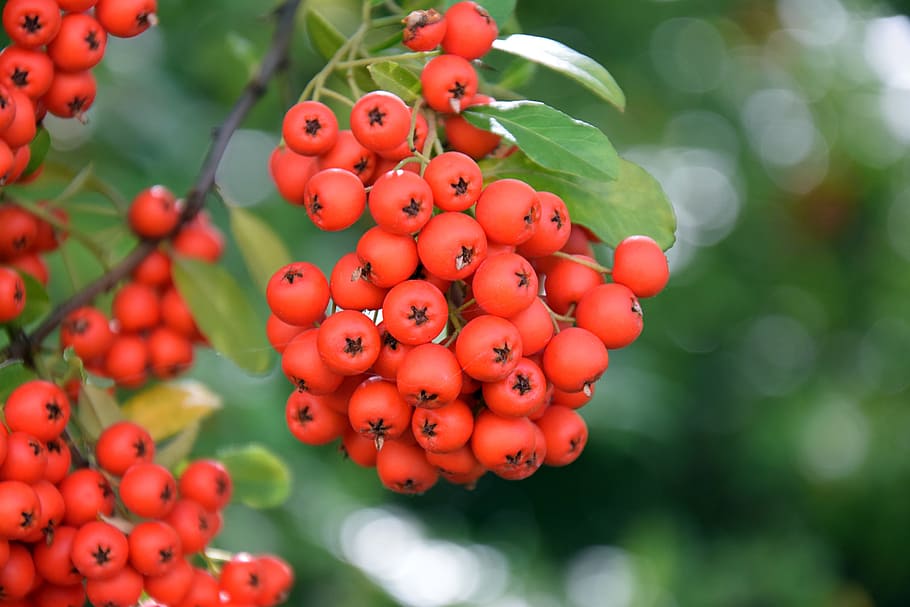 berries, plant, red, flower, nature, about, food, fruit, food and drink HD wallpaper
