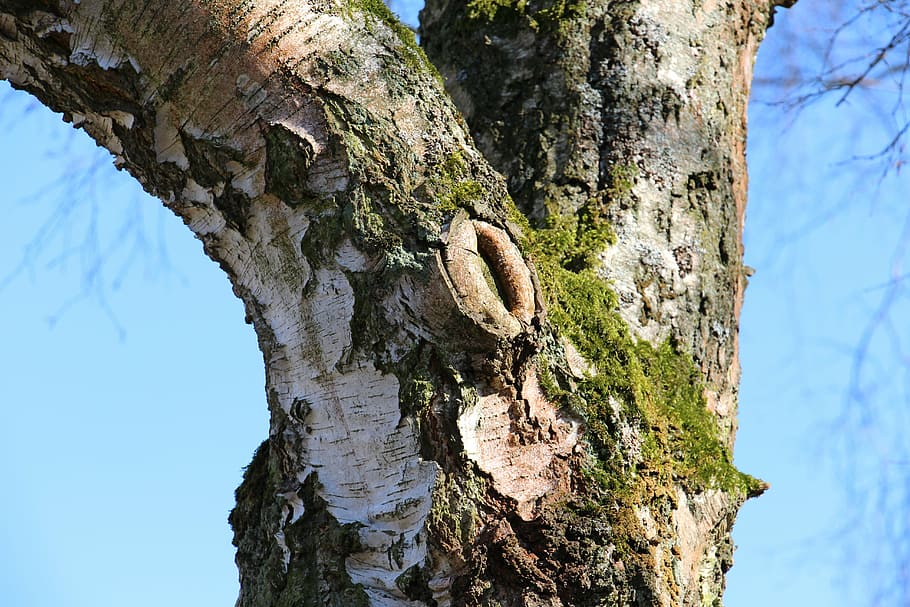 tree, birch, nature, spring, tribe, tree Trunk, bark, forest HD wallpaper