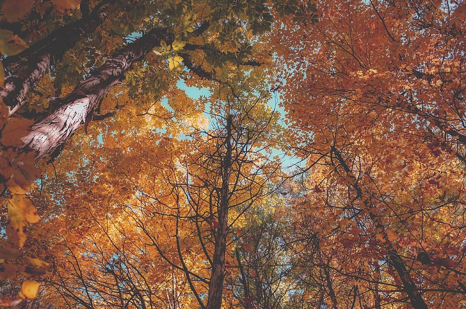 trees, nature, plant, fall, autumn, change, low angle view HD wallpaper