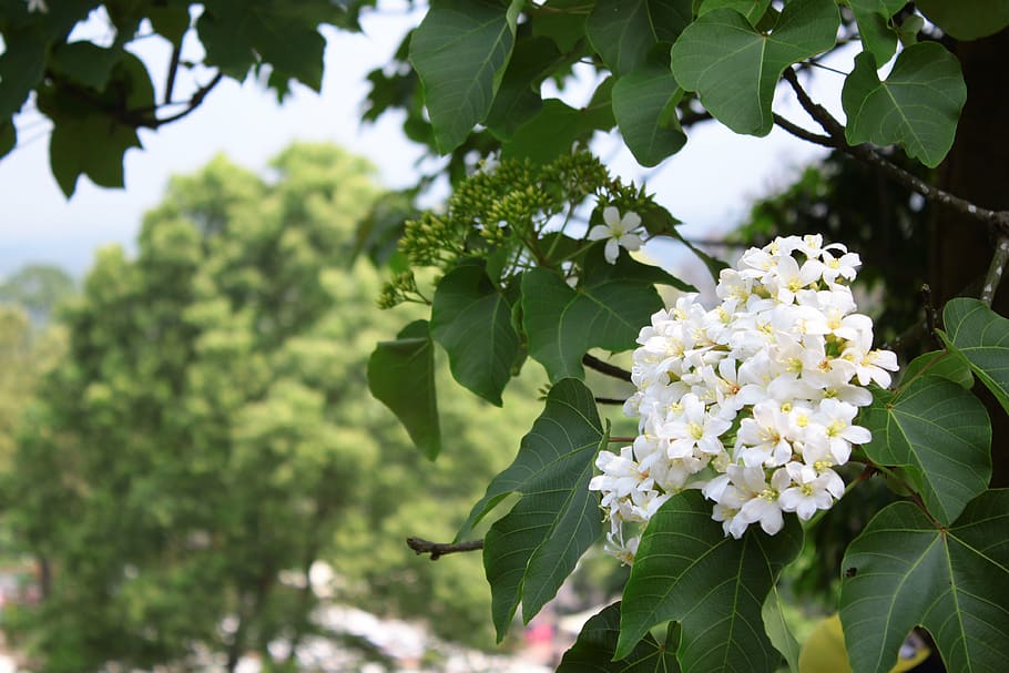 tung flowers, forest, landscape, plant, flowering plant, plant part HD wallpaper