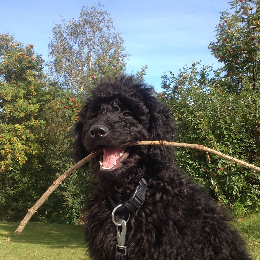 dog, labradoodle, stick, summer, garden, one animal, canine HD wallpaper