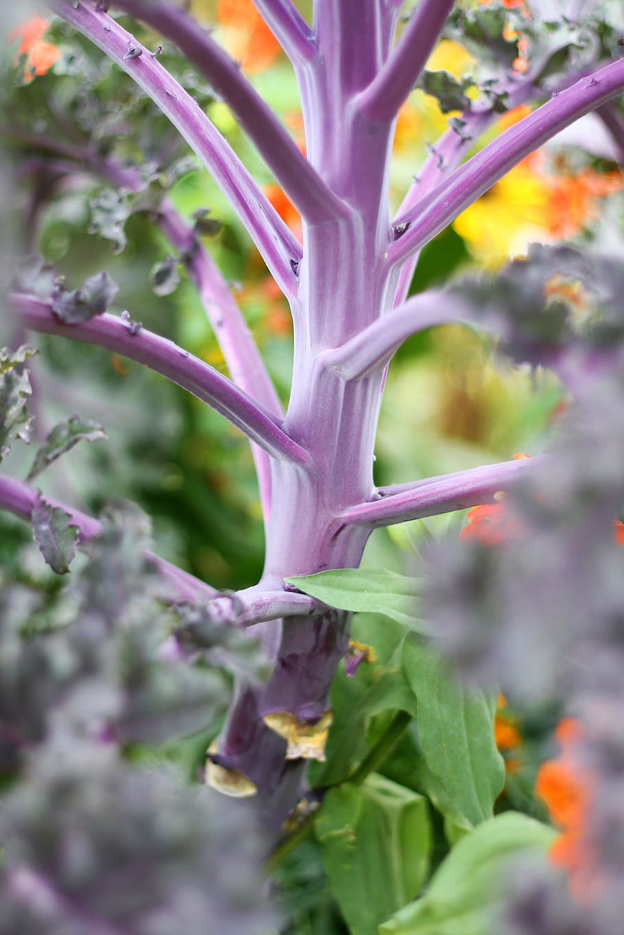 Cabbage, Macro, Violet, Flowers, green, nature, plant, growth HD wallpaper