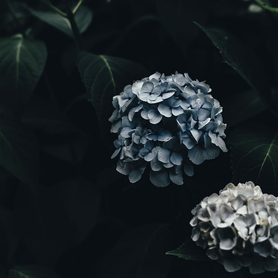 gray petal flowers, plant, beauty in nature, growth, freshness HD wallpaper