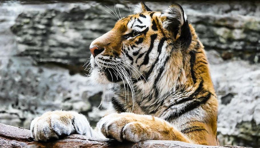 close-up photography of brown and white tiger, animal, predator HD wallpaper