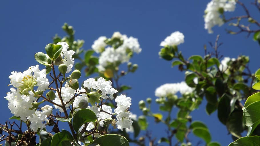 flowers, nature, spring, flowering plant, freshness, beauty in nature HD wallpaper