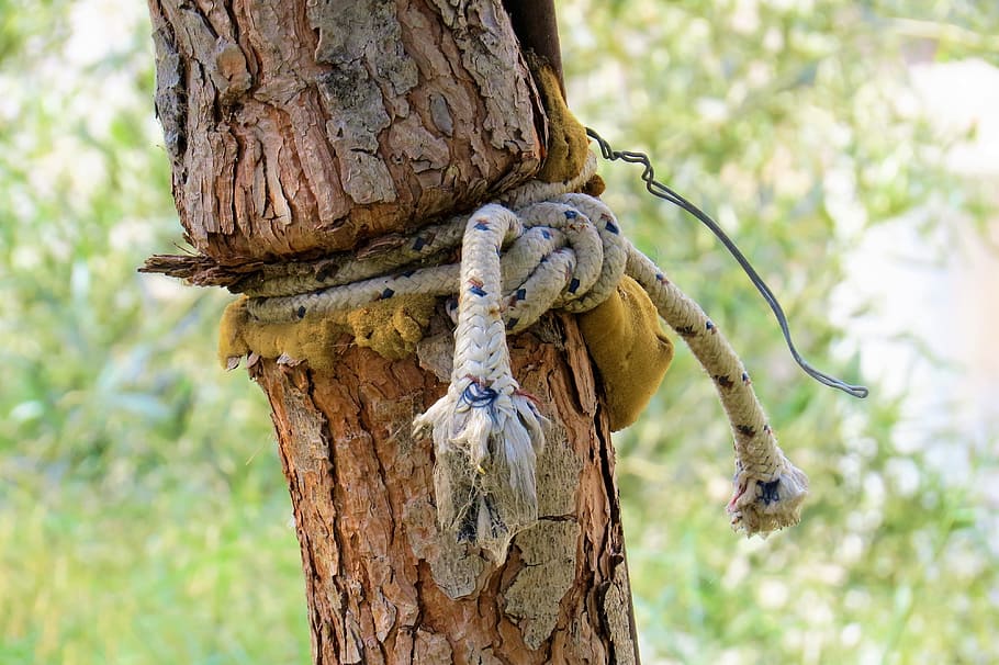 nature, tree, rope, node, focus on foreground, plant, animal themes HD wallpaper