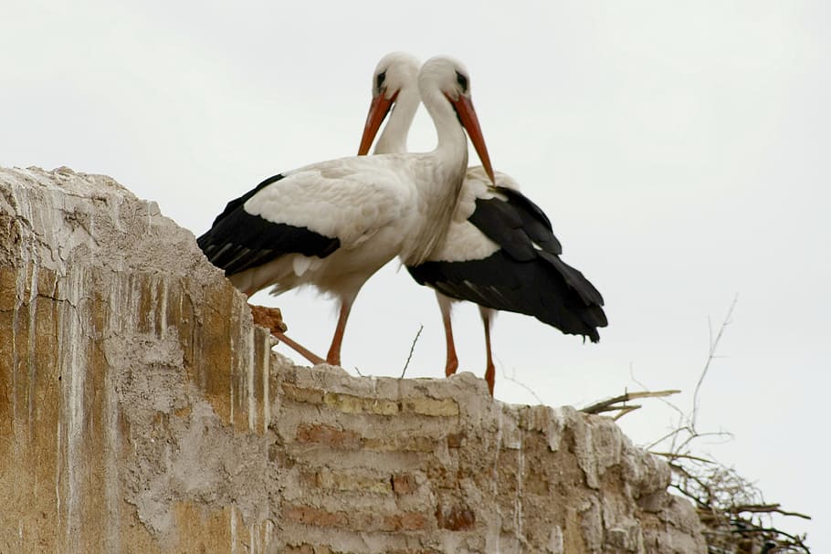 storks, marrakech, love game, animals in the wild, animal wildlife HD wallpaper