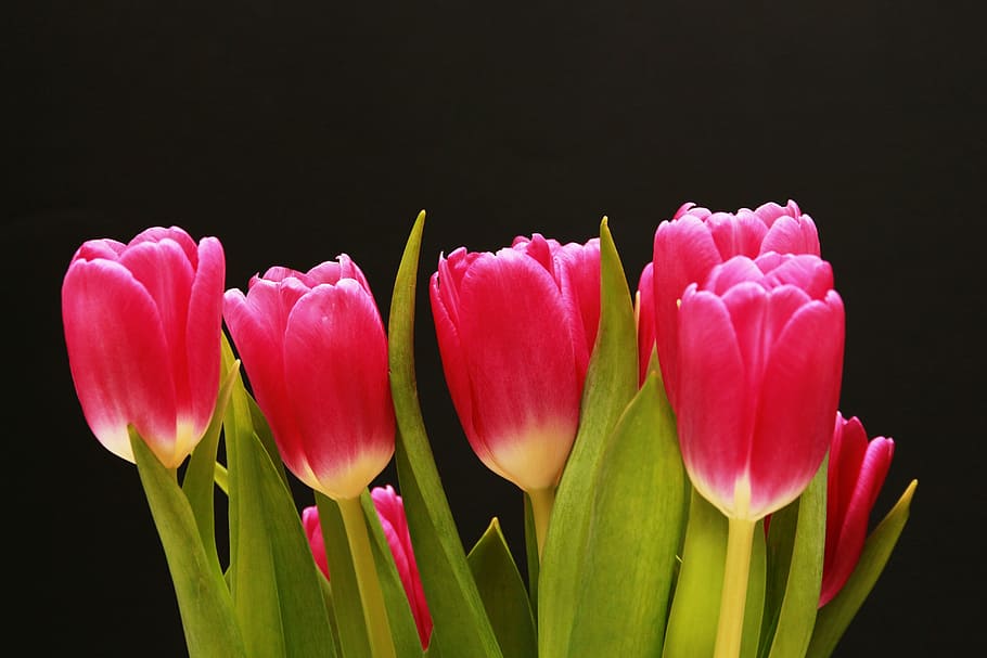 tulips, red, pink, lily, plant, ornamental flower, close, red tulips HD wallpaper