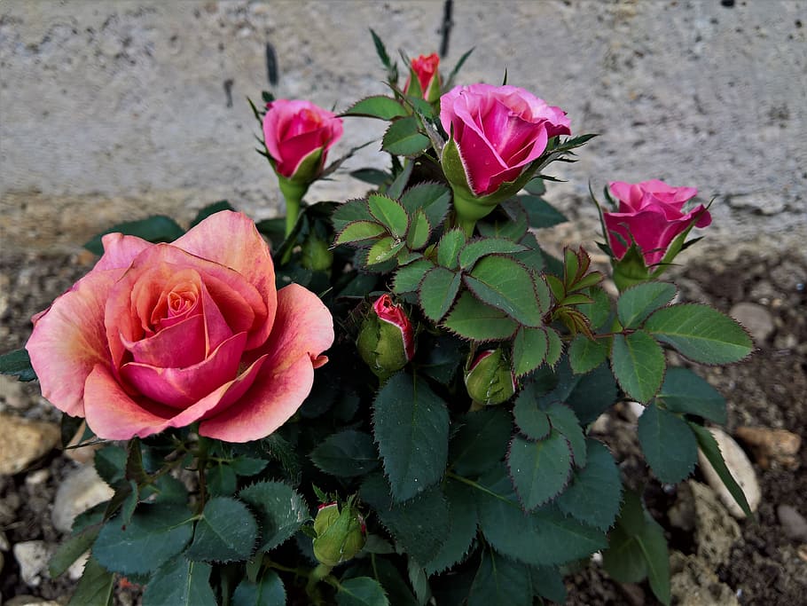 pink rose plant, flower, flora, nature, petal, flowering plant HD wallpaper