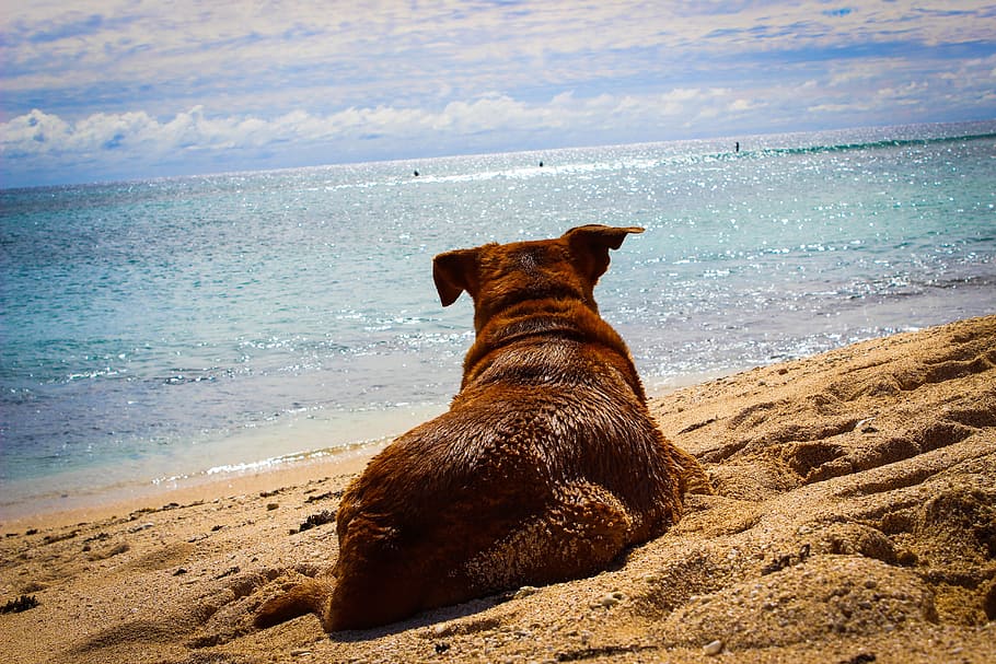 tan short coated dog on the seashore, beach, sand, summer, water HD wallpaper