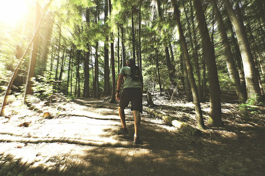 Hike, Forest, Nature, Summer, Outdoor, trees, rear view, bicycle HD wallpaper